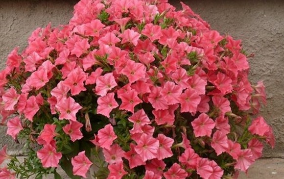 Petunia Ramblin Salmon Capry (4101)